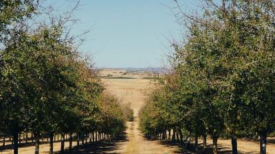 Tasting experience and cocktail mixing amid blackthorn bushes